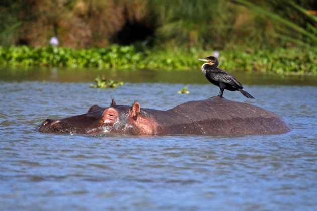 Ave sobre hipopótamo